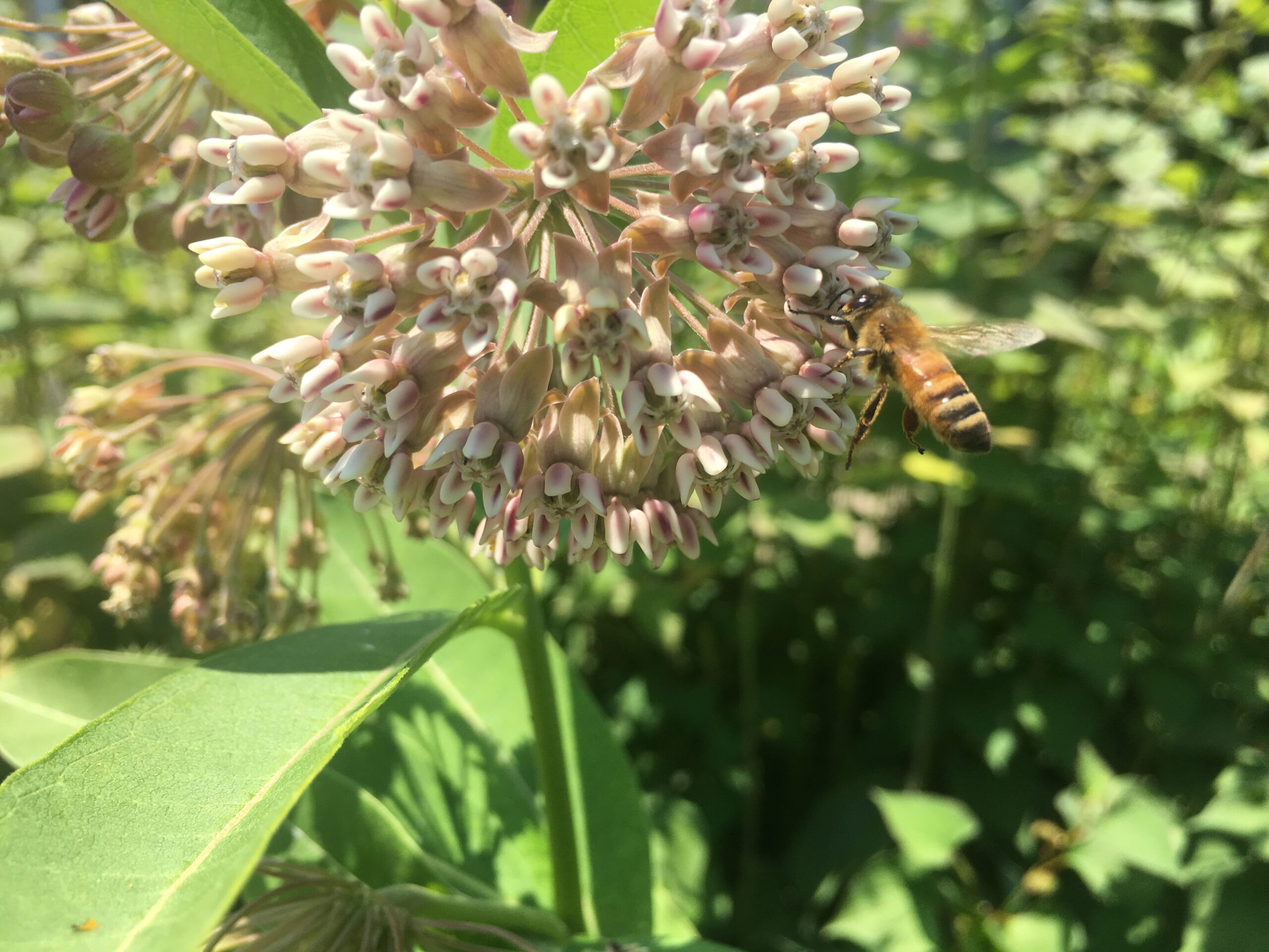 bee on flower