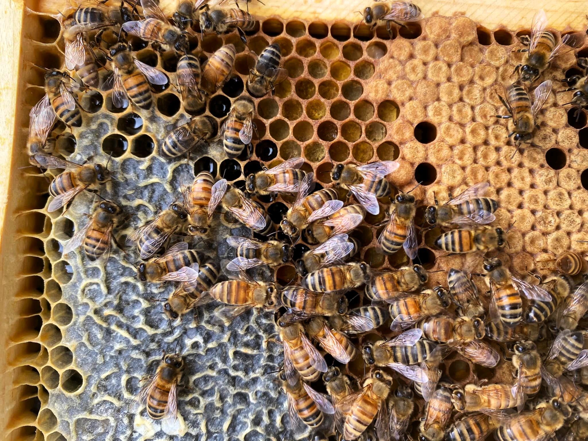 Sentinel Apiary