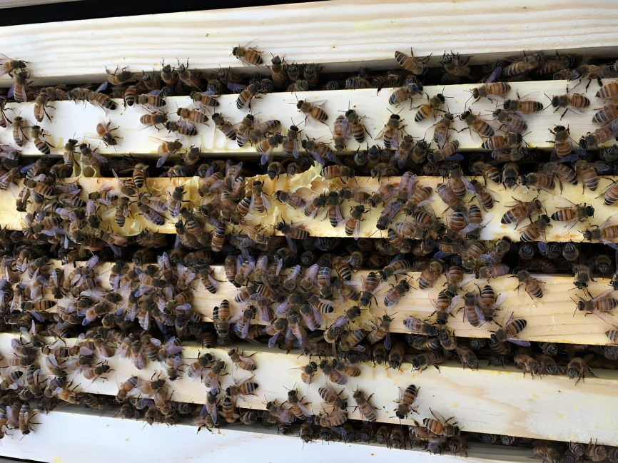 Guests enjoying their first beekeeping experience