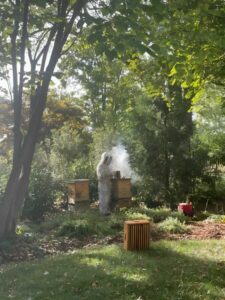 Bees and smoke