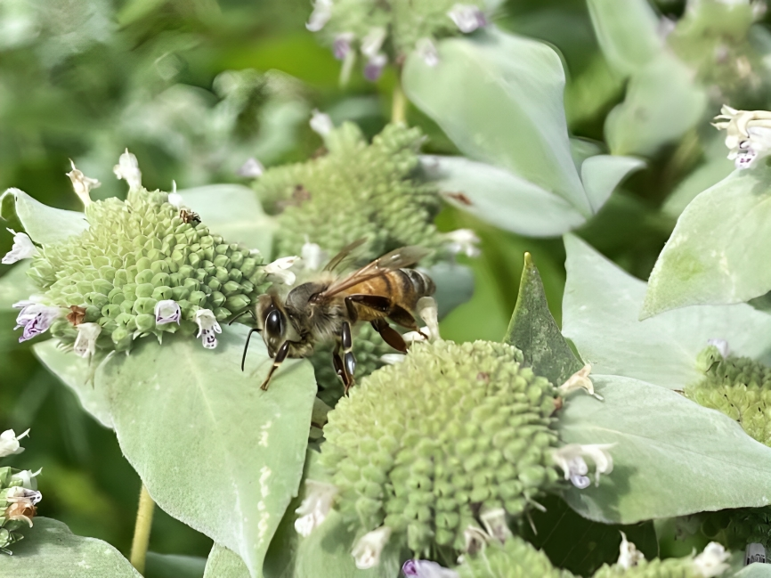 Sentinel Apiary